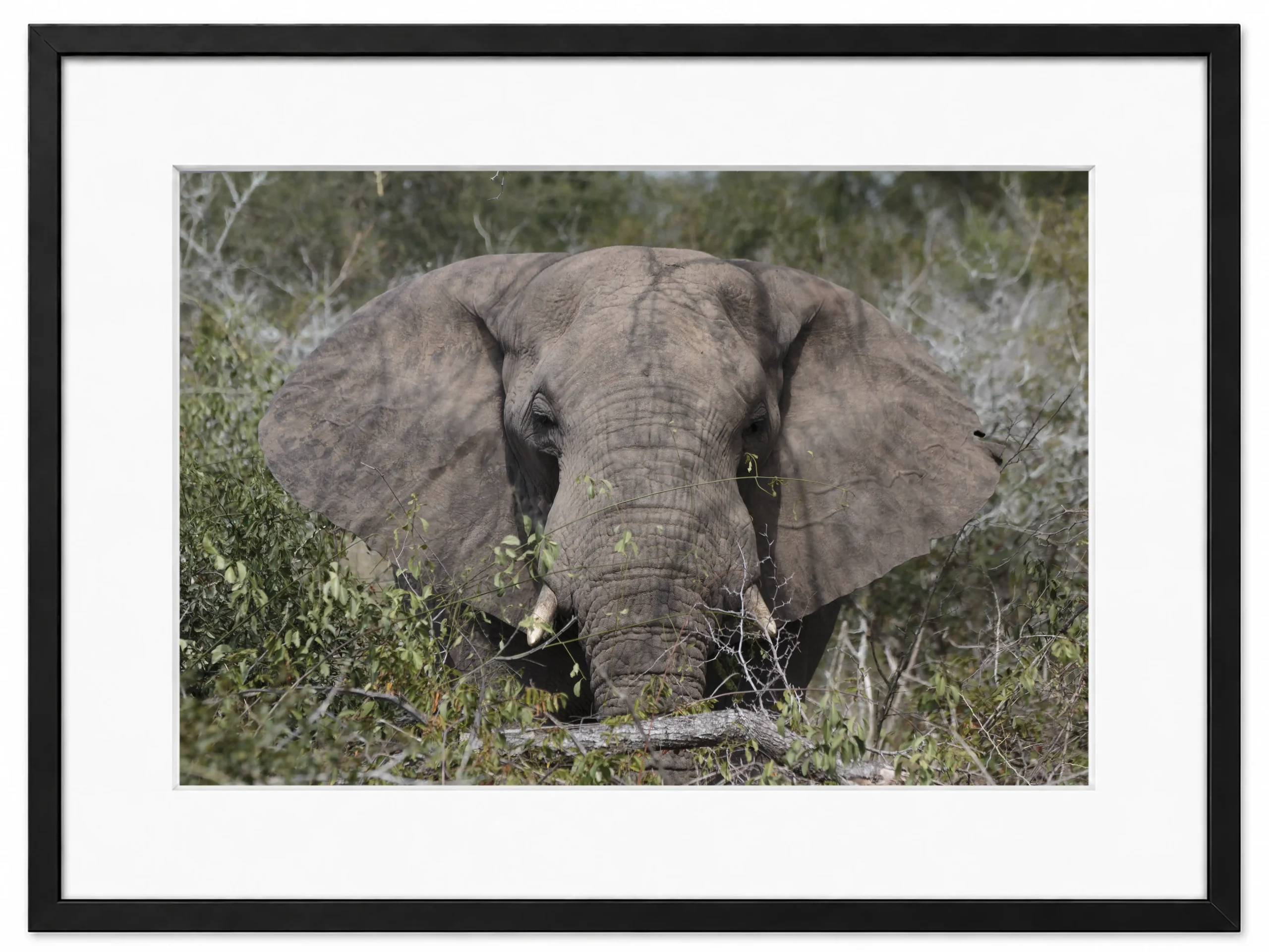 photo d'un éléphant dans son milieu naturel en afrique patrice cauleur