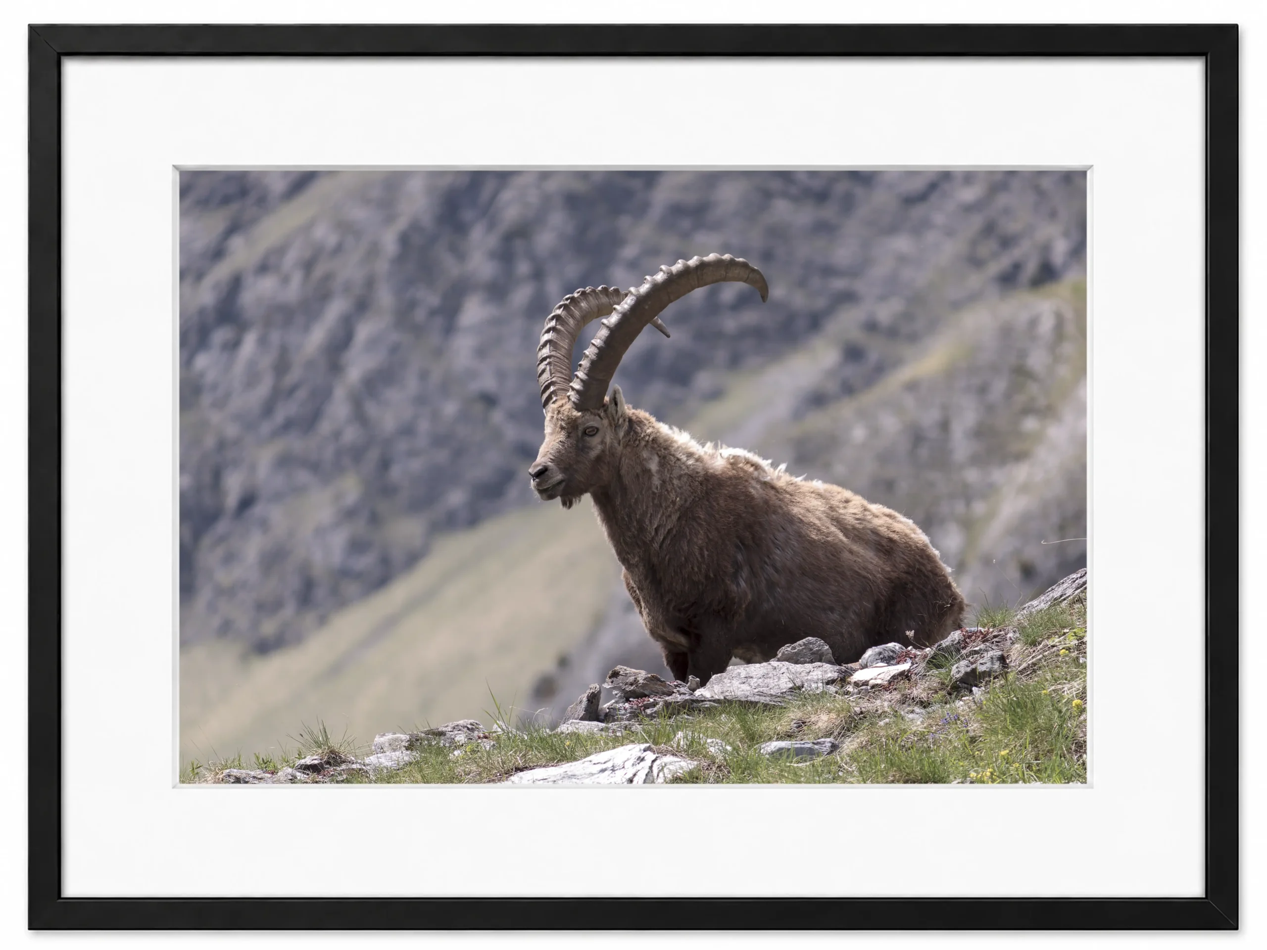 photo d'un bouquetin male patrice cauleur