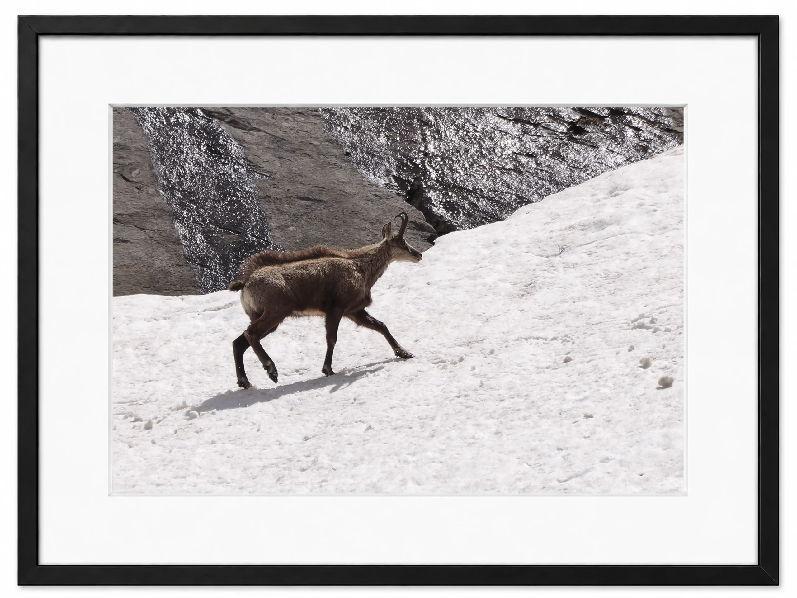 chamoix sur un nevé parc de la Vannoise patrice cauleur