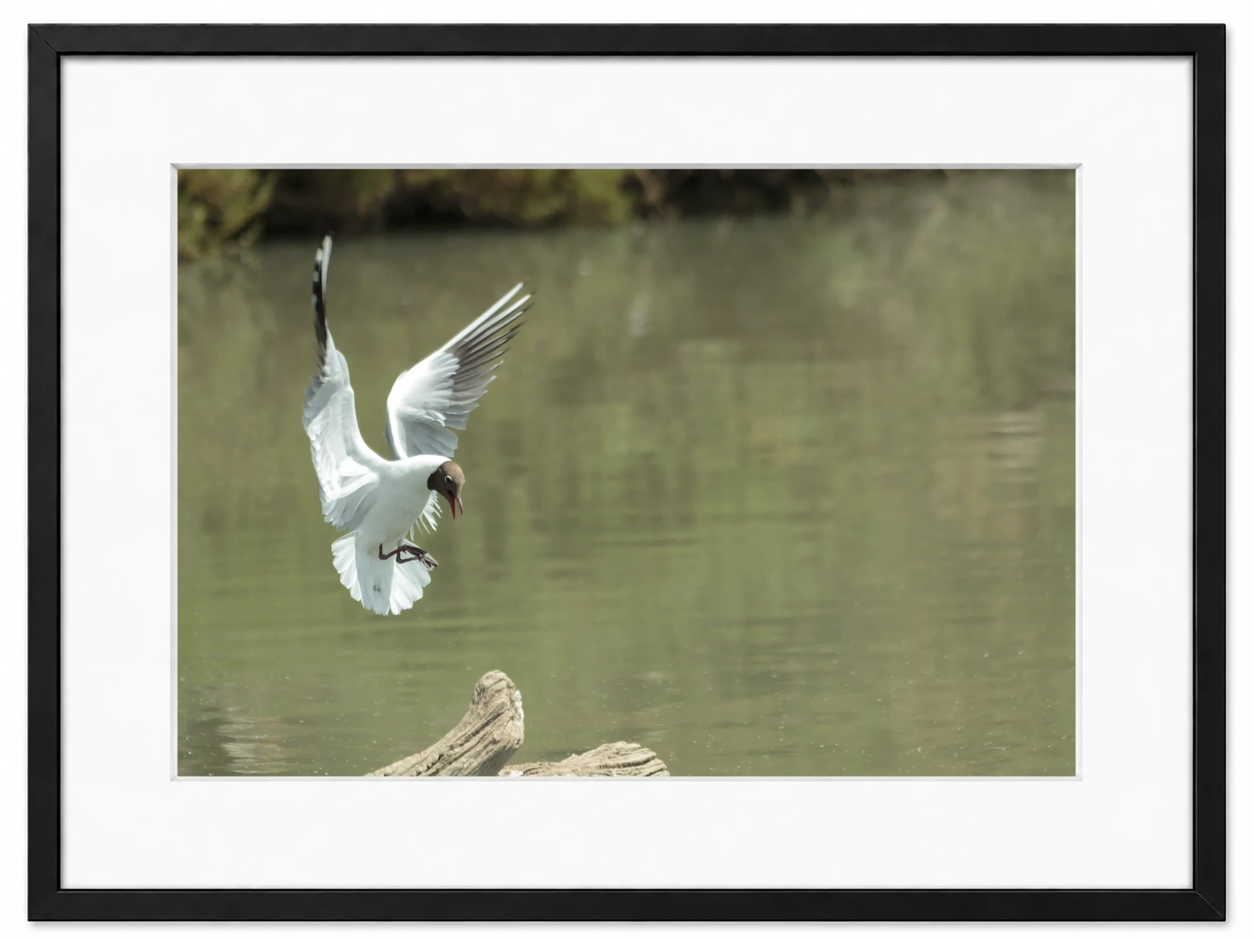 oiseaux arrivant sur une branche- camargue- patrice cauleur