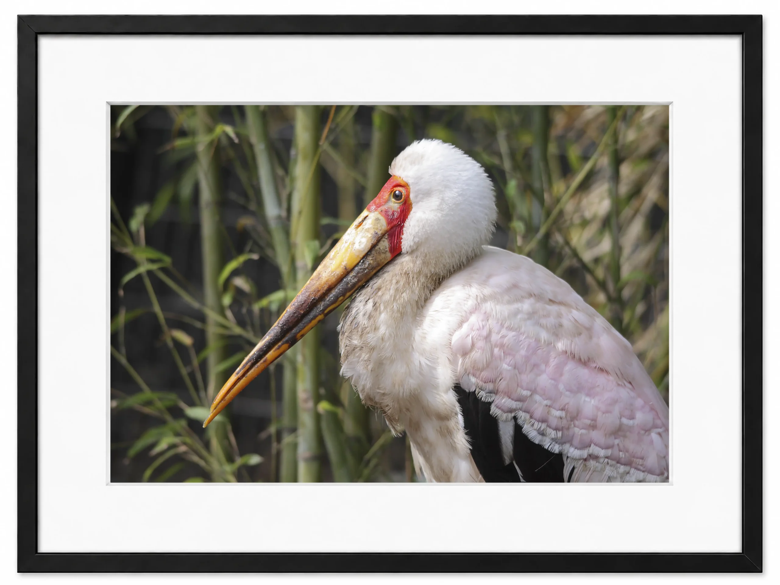 oiseaux exotique patrice cauleur