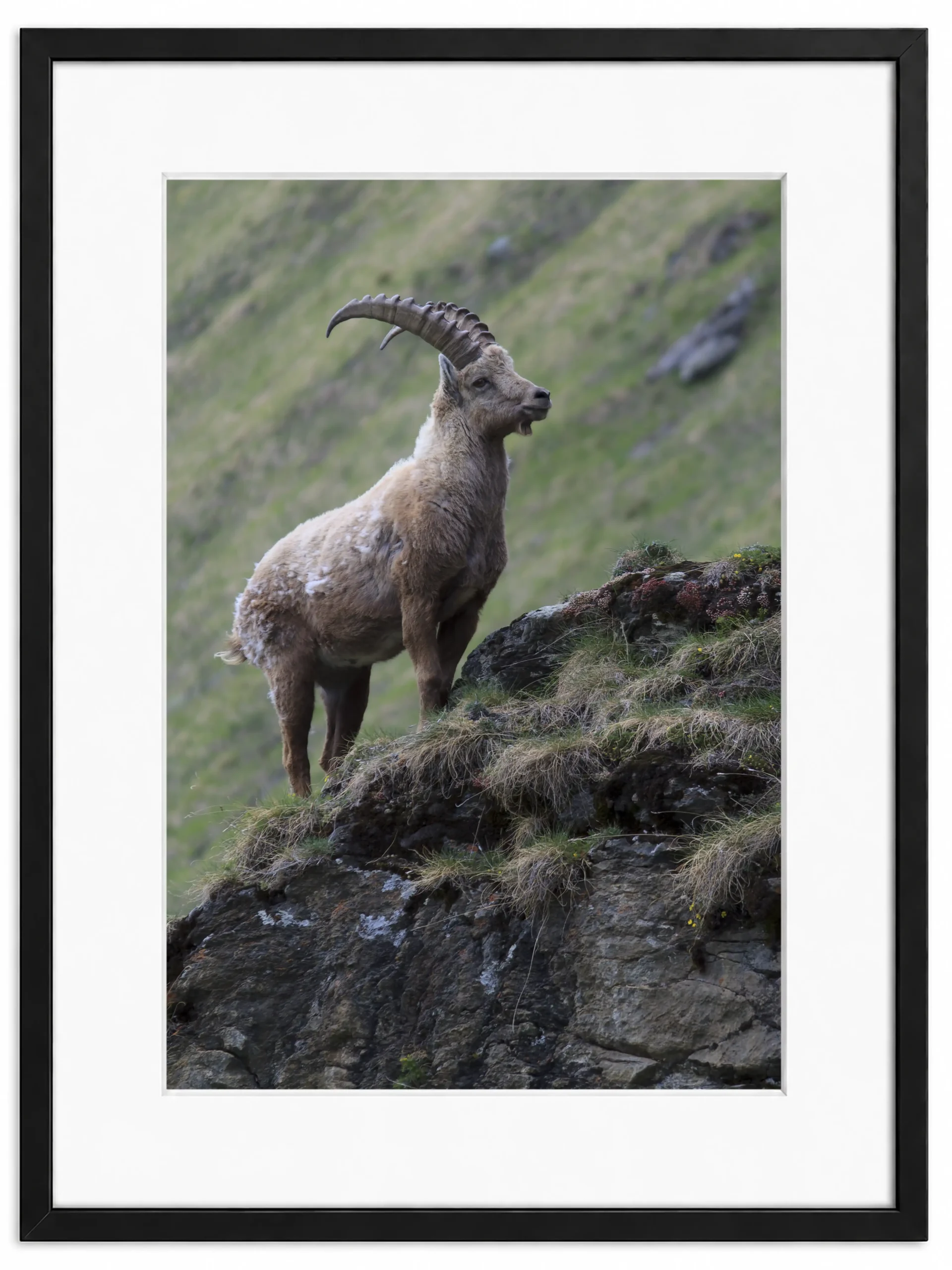 photo bouquetin sur une montagne dans les alpes patrice cauleur