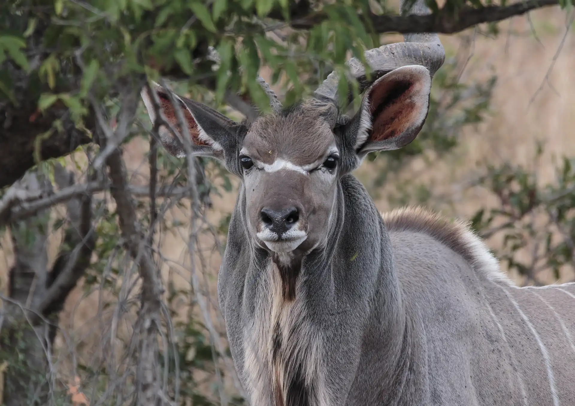 photo-animal-afrique-coudu-patrice-cauleur